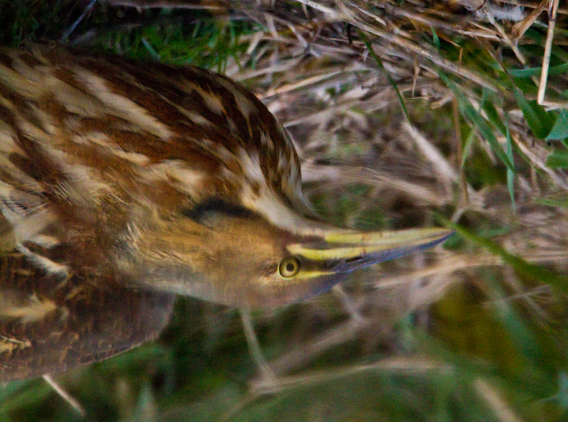 Reflection Of American Bittern